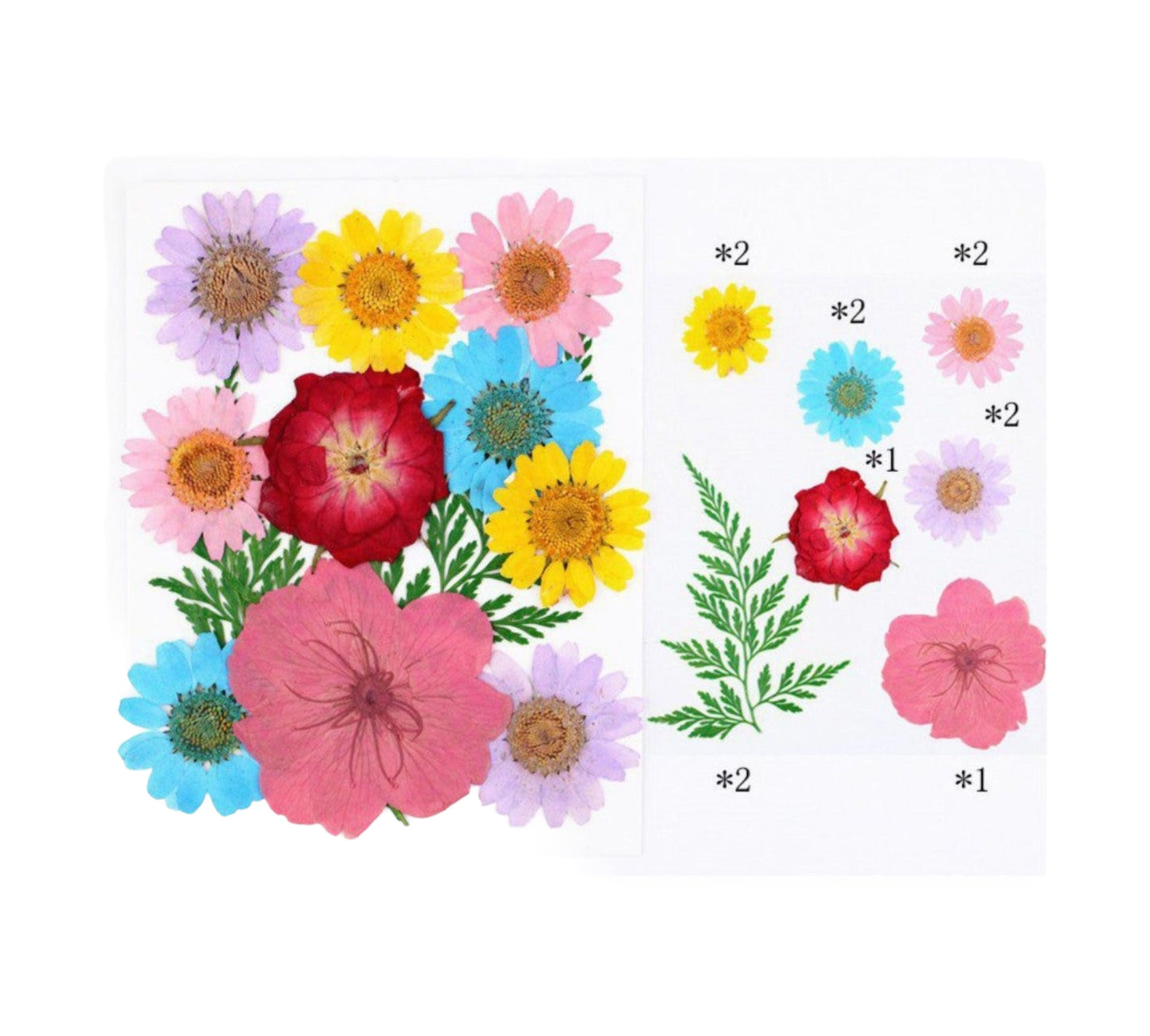 12 IN 1 PRESSED FLOWER (FL024)