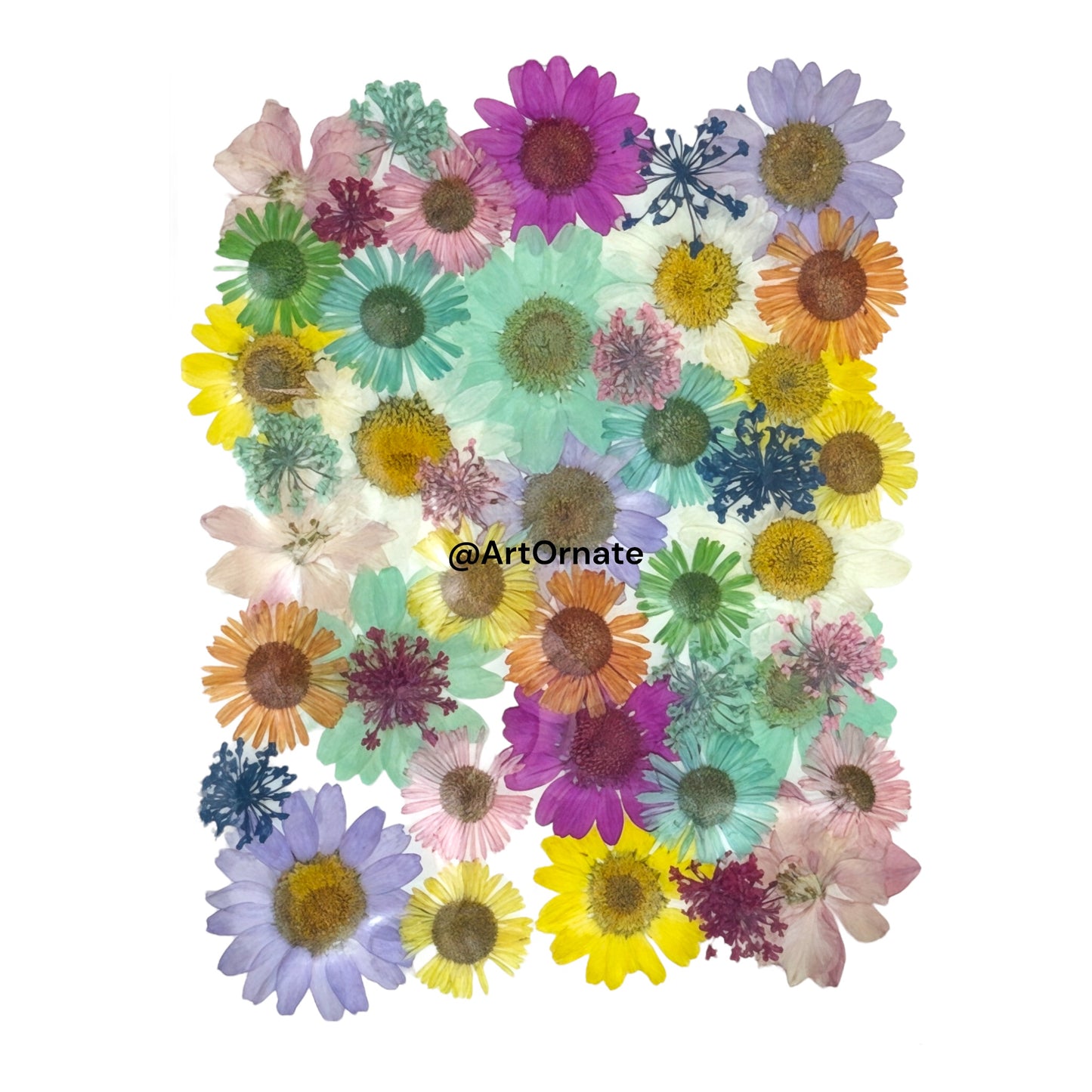 PRESSED FLOWER (FL503)