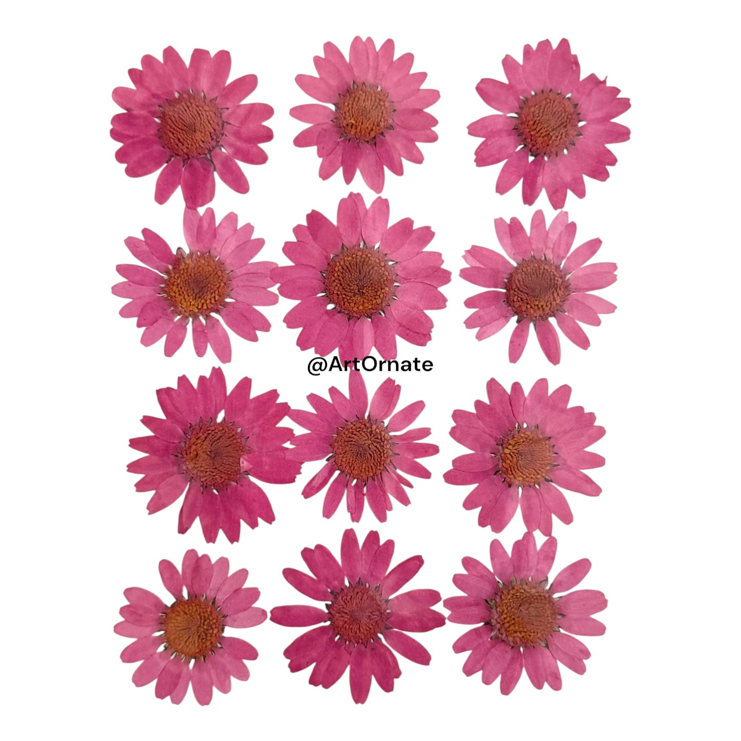 Rose Pink Daisy Pressed Flower
