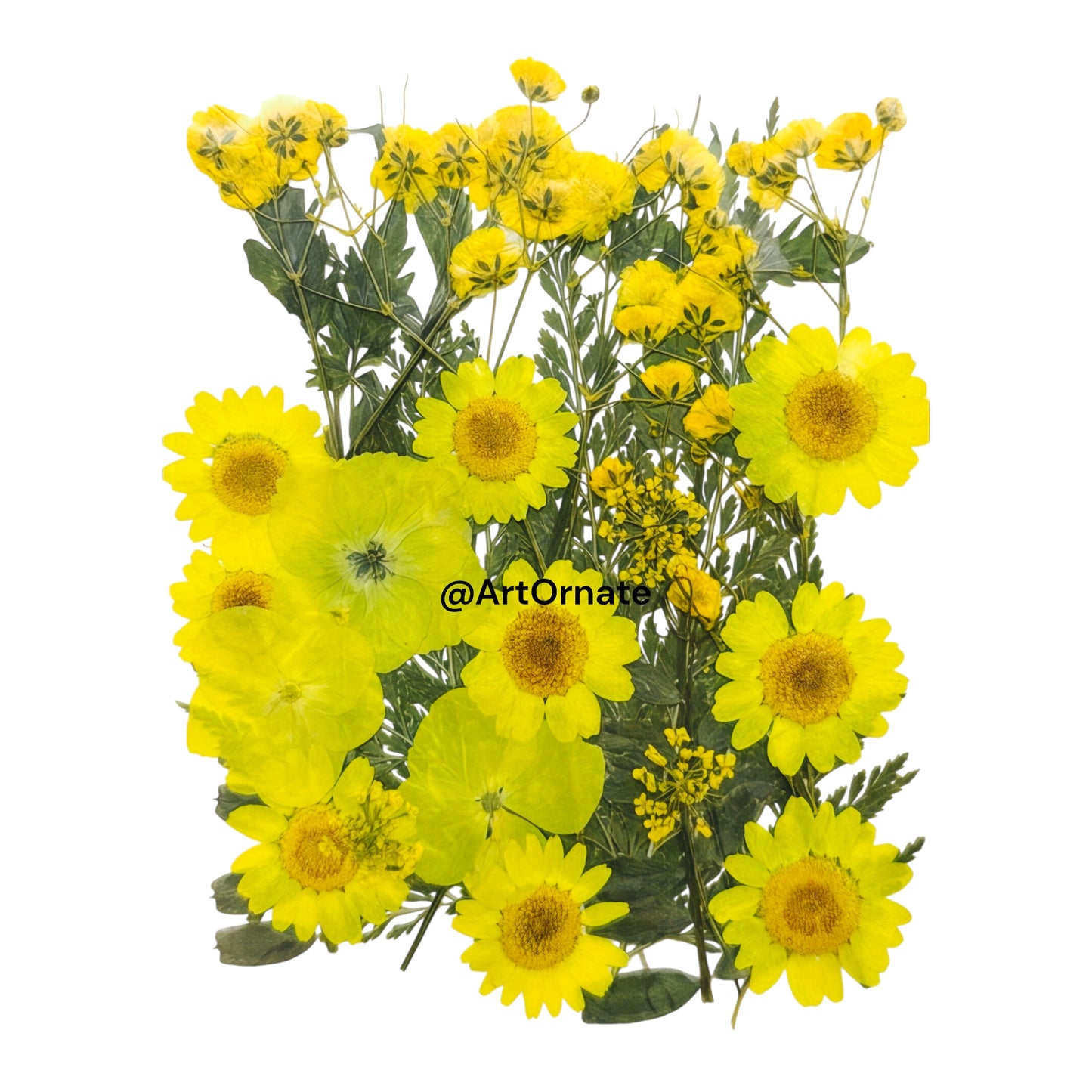 PRESSED FLOWER (FL510)