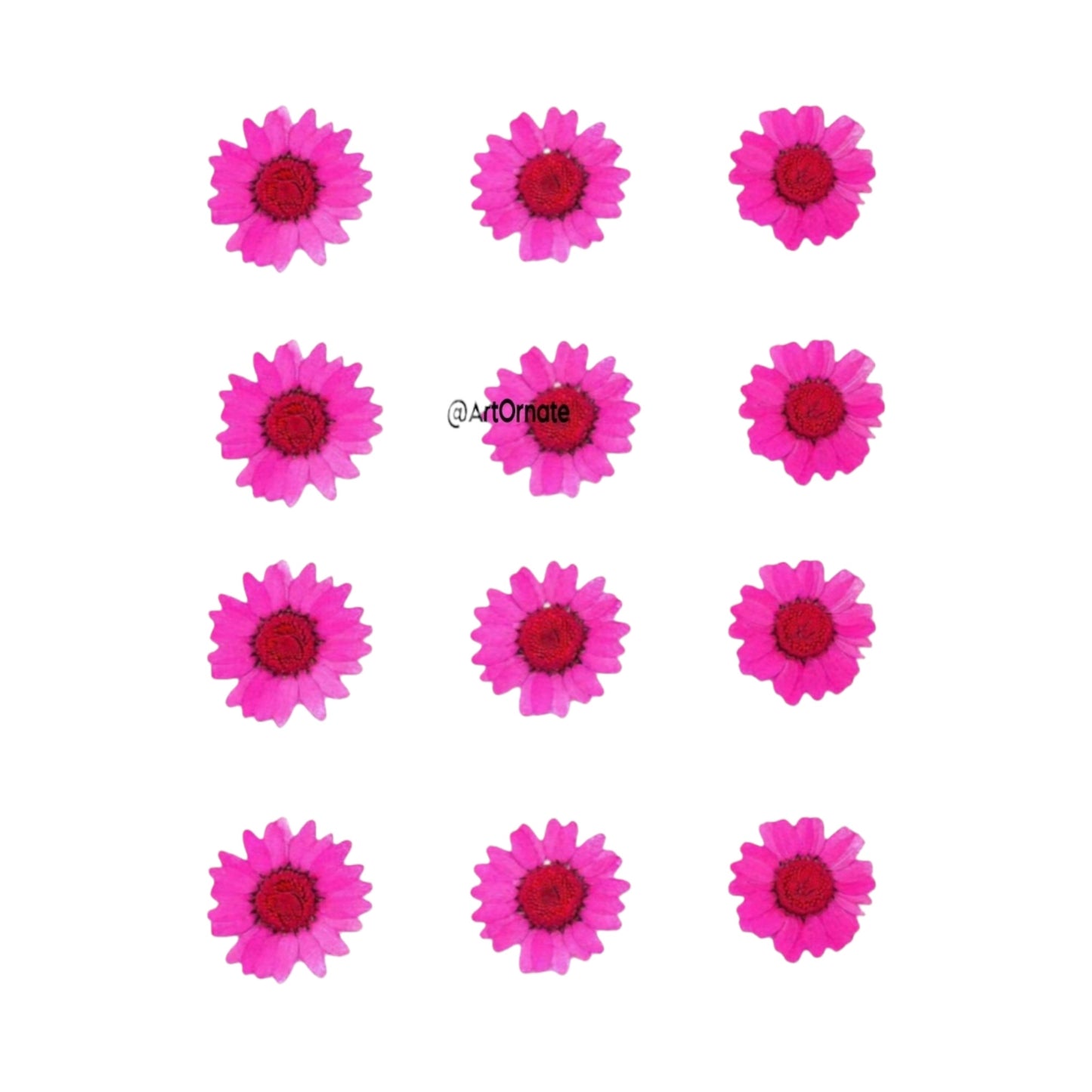 DARK PINK DAISY PRESSED FLOWER (81068)