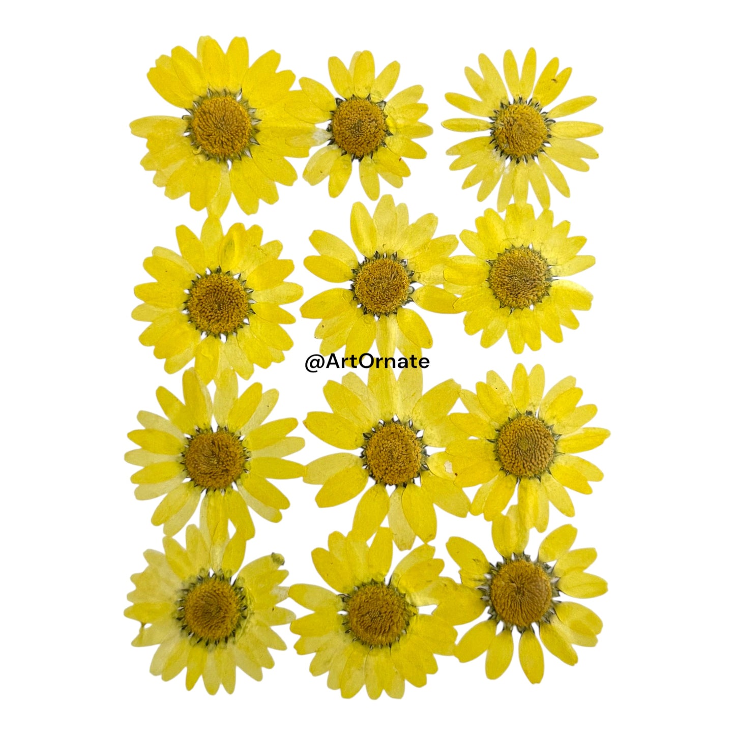 Lemon Yellow Daisy Pressed Flower