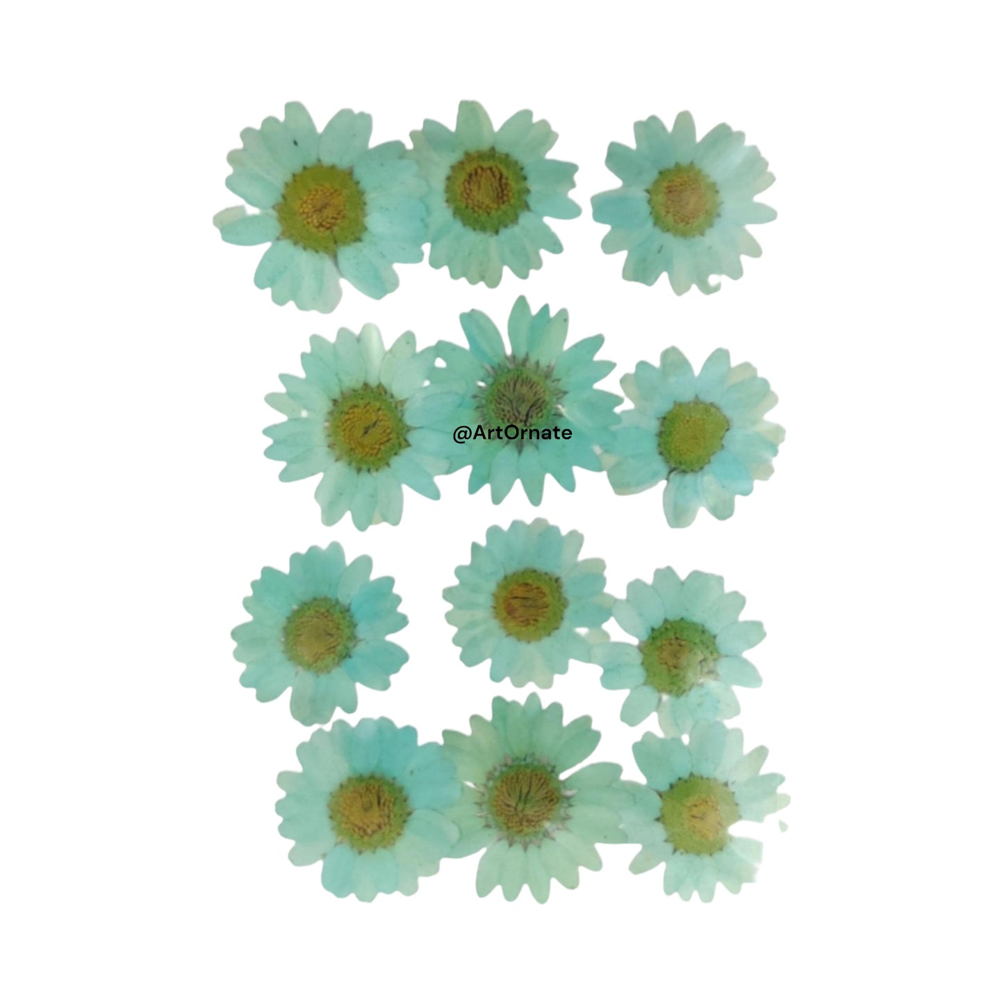 AQUA DAISY PRESSED FLOWER (81074)