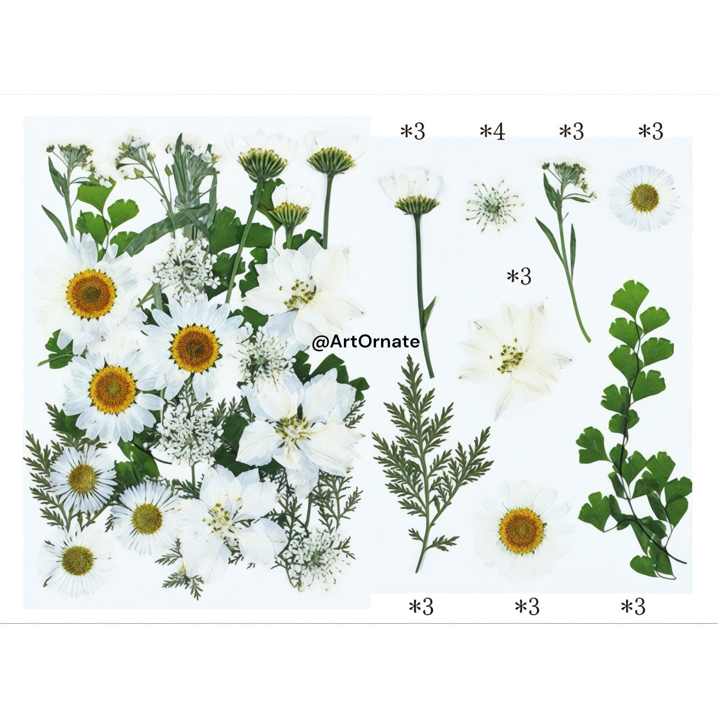 25 IN 1 PRESSED FLOWER (FL066)