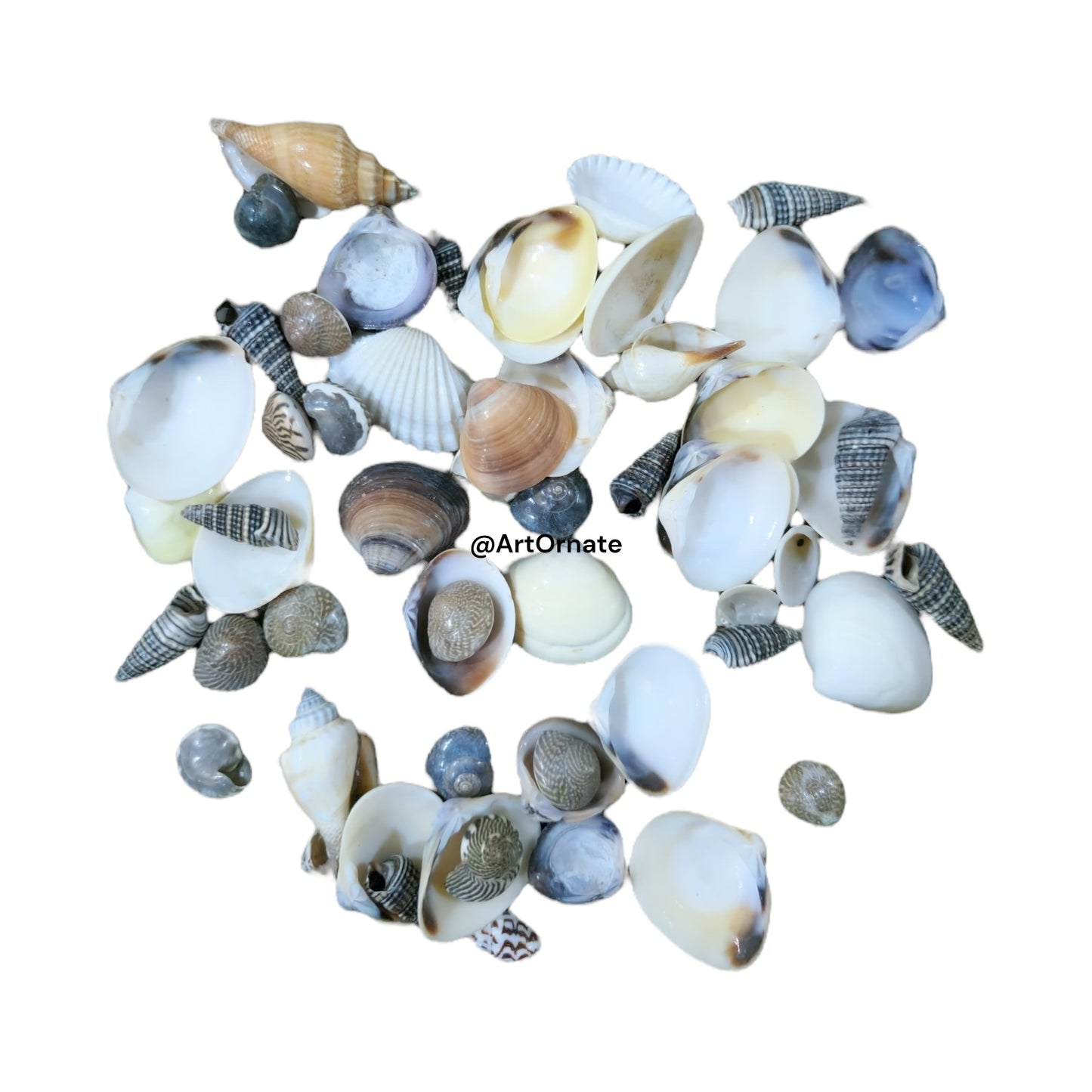 Sea Shells (A15)
