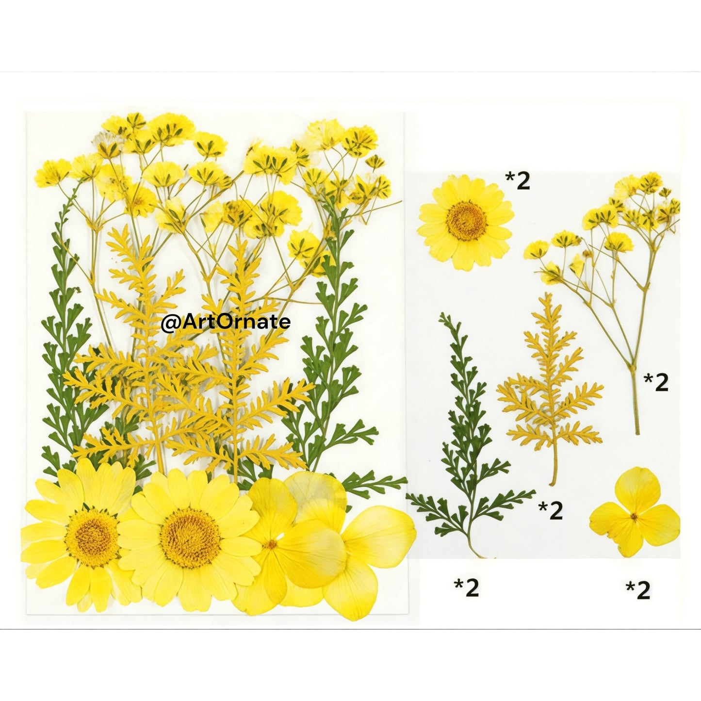 10 IN 1 PRESSED FLOWER (FL003)