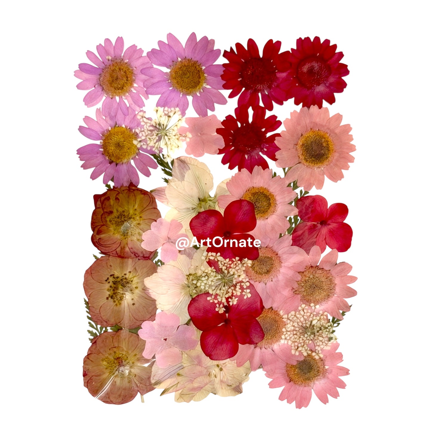 Handpicked real pressed flowers for resin coaster and candle jar design