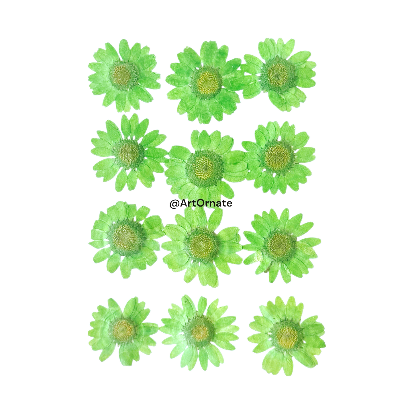 FOREST GREEN DAISY PRESSED FLOWER
