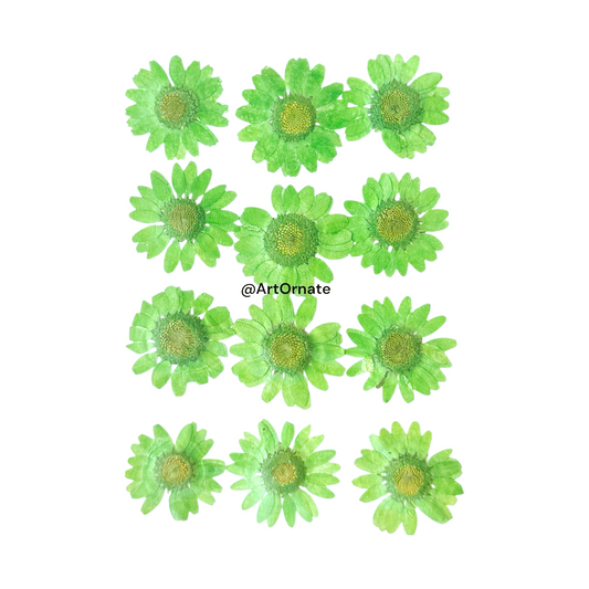 FOREST GREEN DAISY PRESSED FLOWER