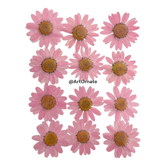 Light Pink Daisy Pressed Flower