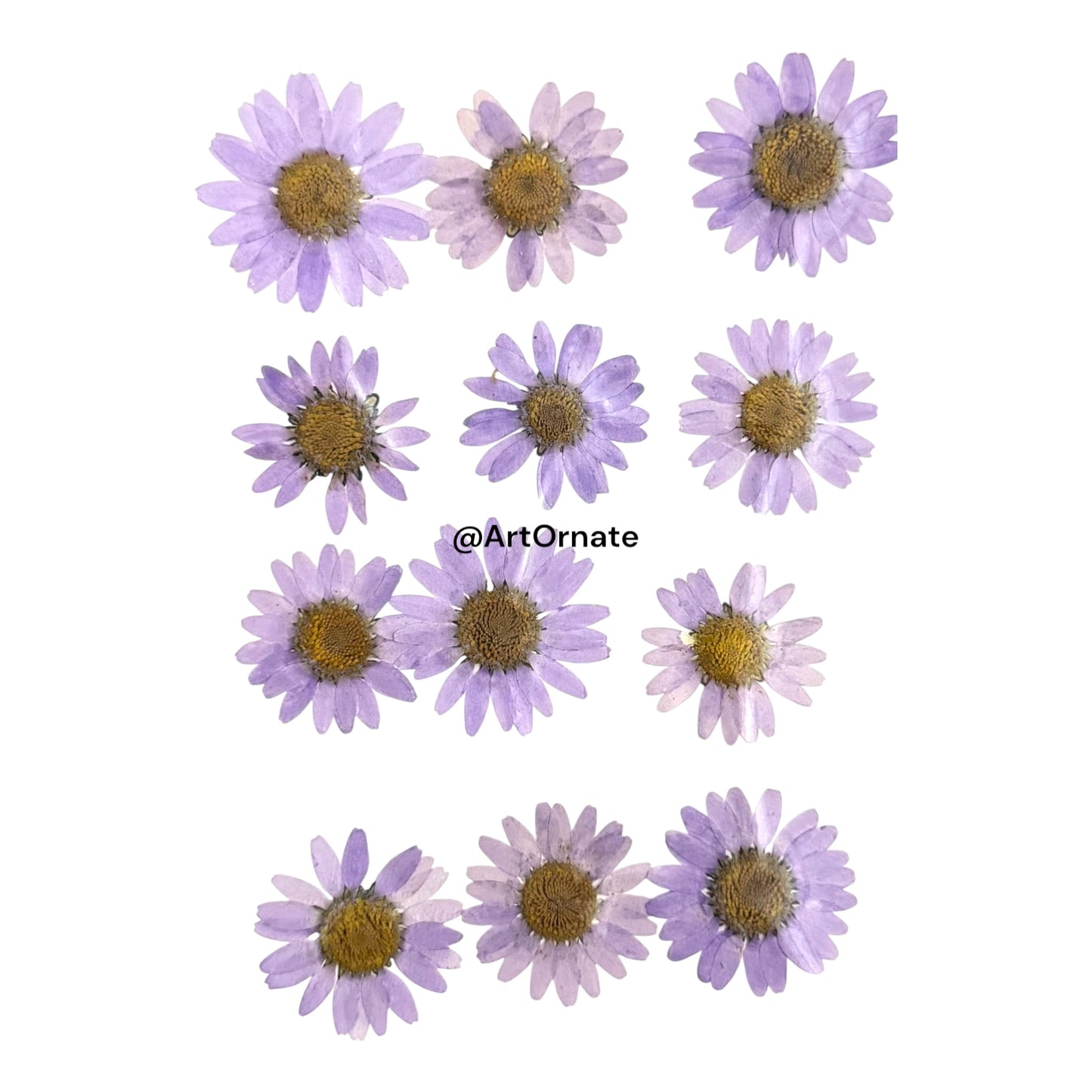 Lavender Daisy Pressed Flower