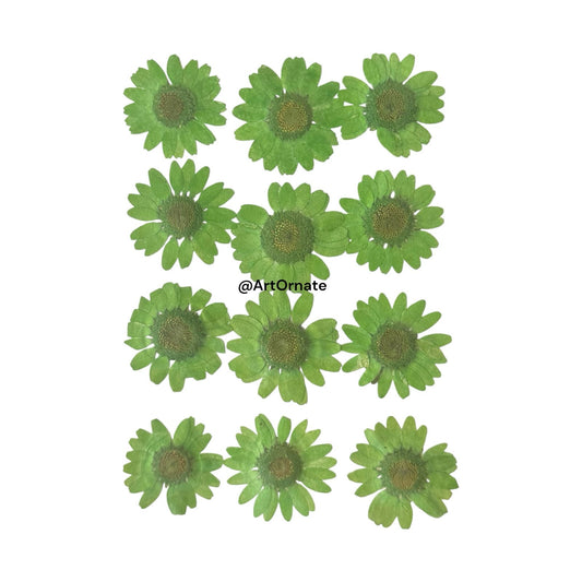 GREEN DAISY PRESSED FLOWER