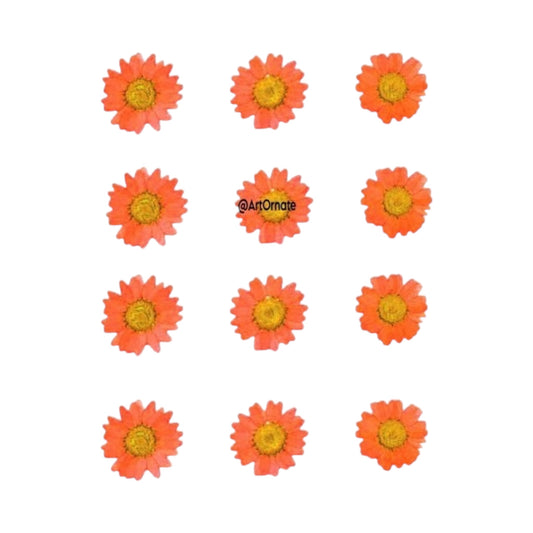 ORANGE DAISY PRESSED FLOWER (81070)