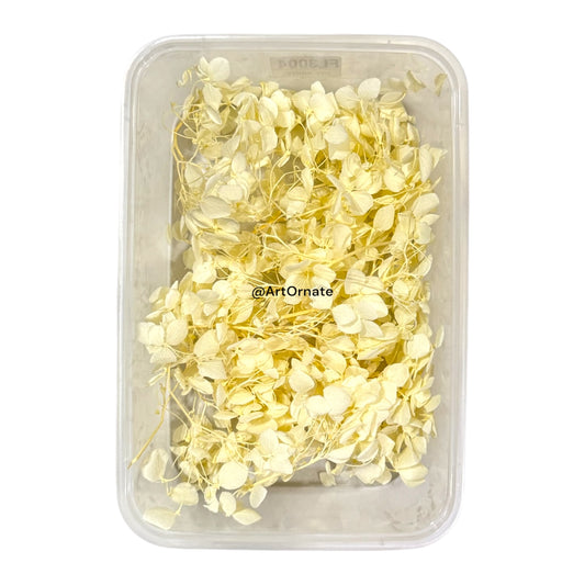 Dry Hydrangea Flower Box (MG20588)