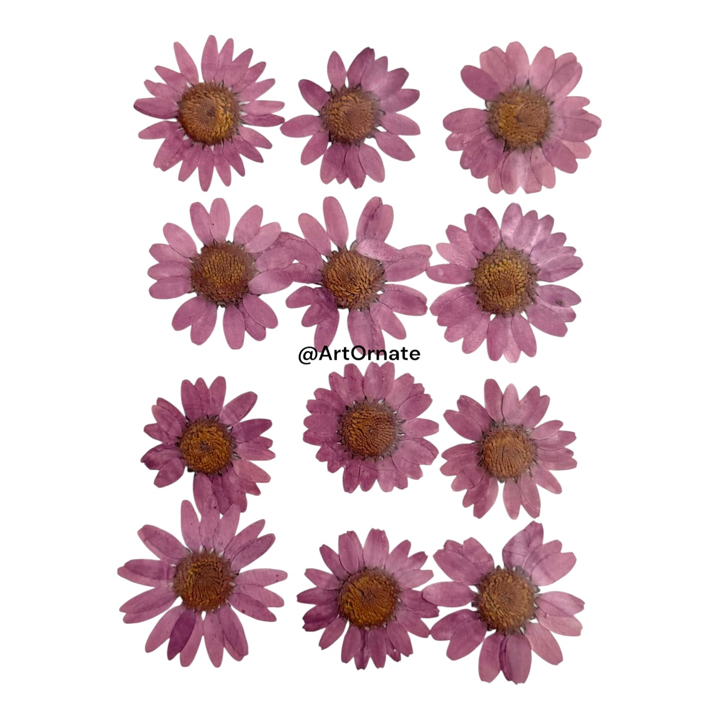 Fuchsia Daisy Pressed Flower