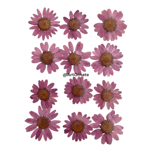 Fuchsia Daisy Pressed Flower