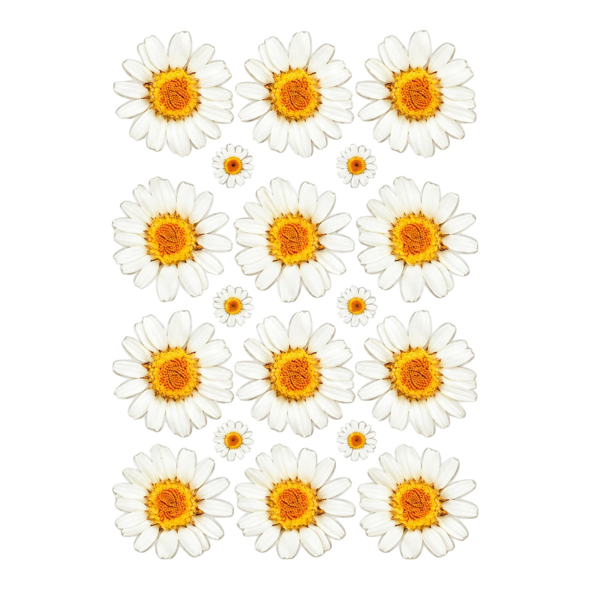 White Daisy Flower UV DTF Sticker (UV163)