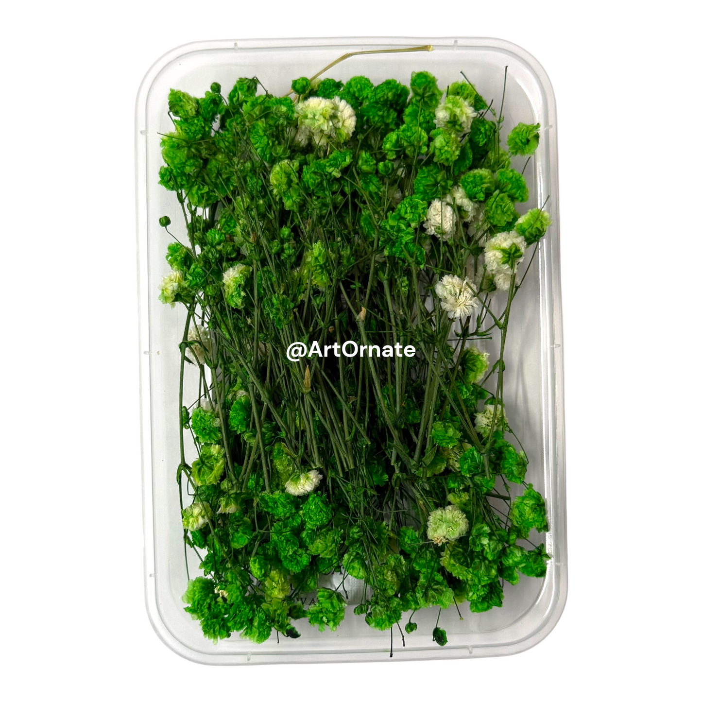 Green Gypsy / Baby Breath Dry Flower Box (ART107)