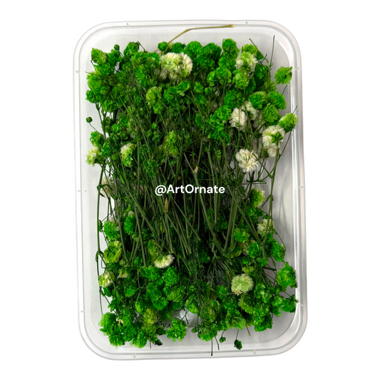 Green Gypsy / Baby Breath Dry Flower Box (ART107)