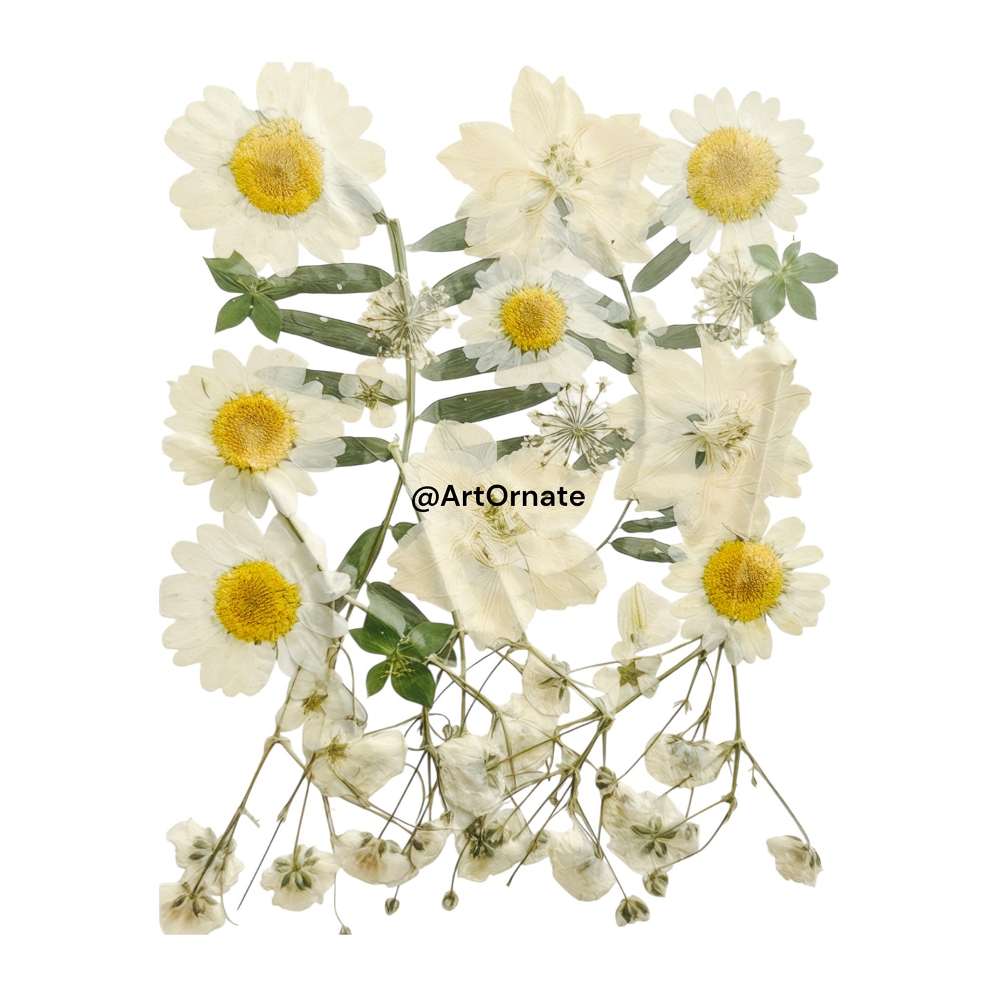 PRESSED FLOWER (FL511)