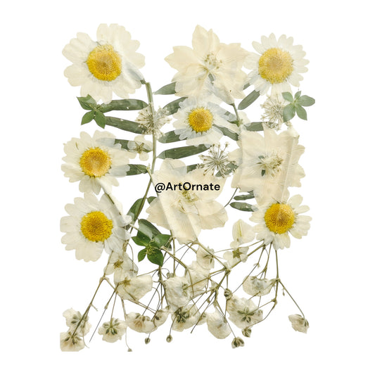 PRESSED FLOWER (FL511)