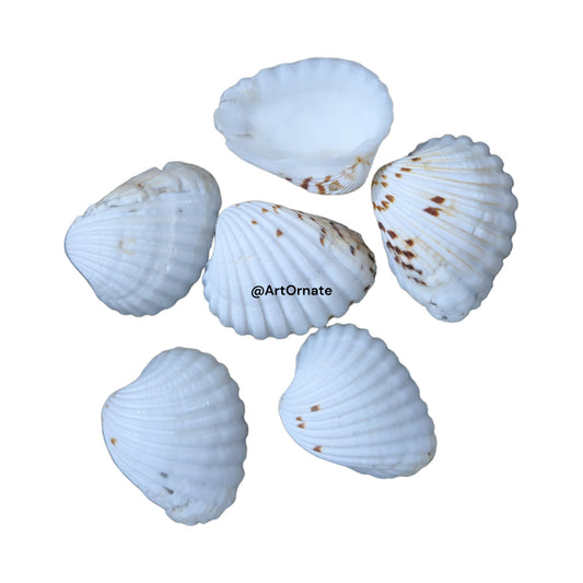 Sea Shells (A20)