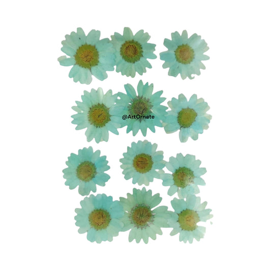 AQUAMARINE DAISY PRESSED FLOWER (81074)