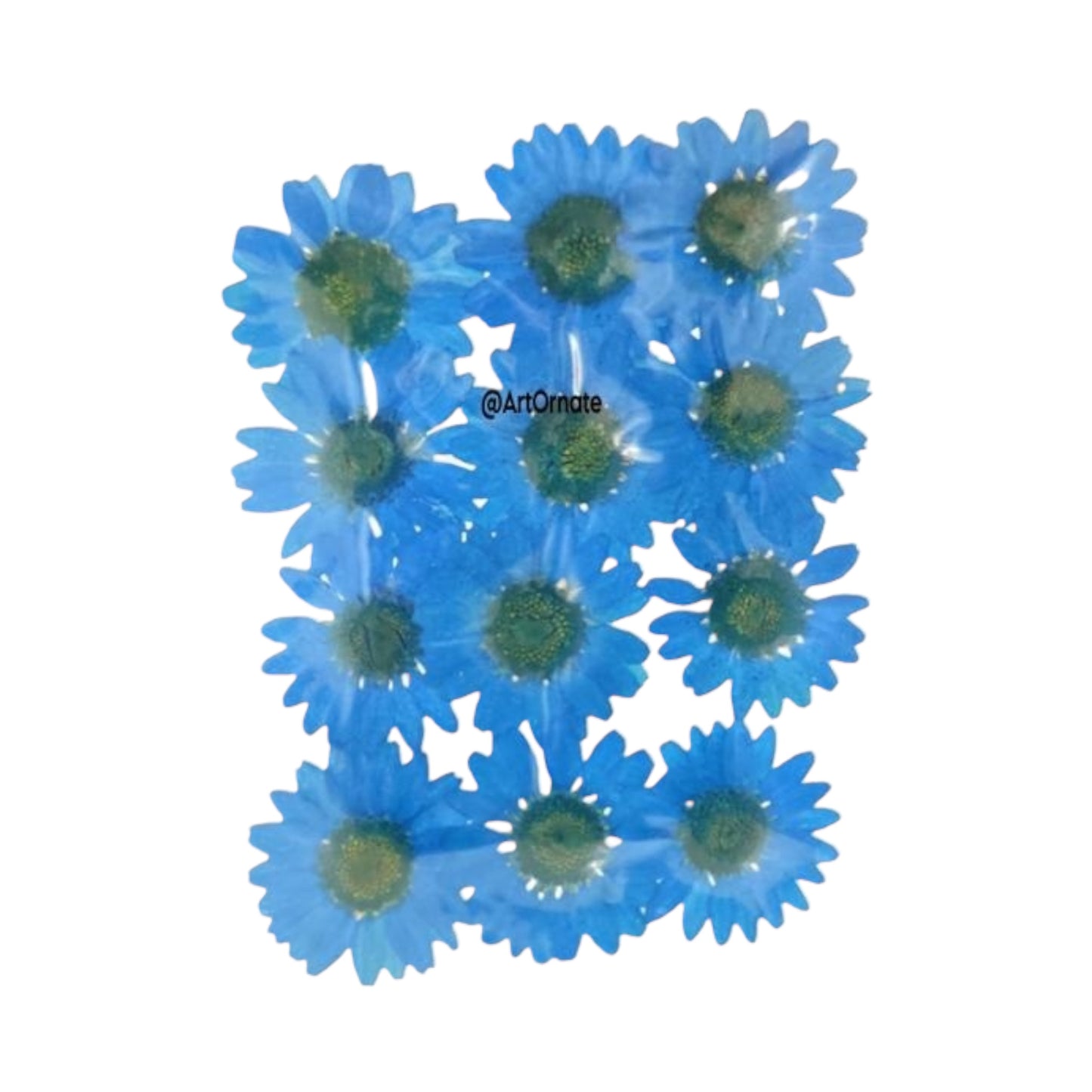 DARK BLUE DAISY PRESSED FLOWER (81072)