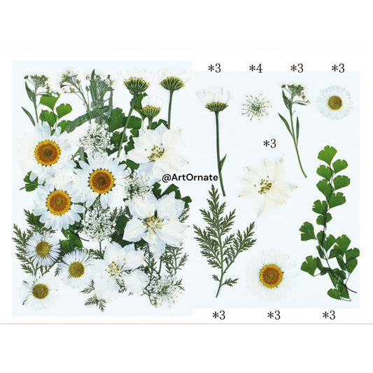 25 IN 1 PRESSED FLOWER (FL066)