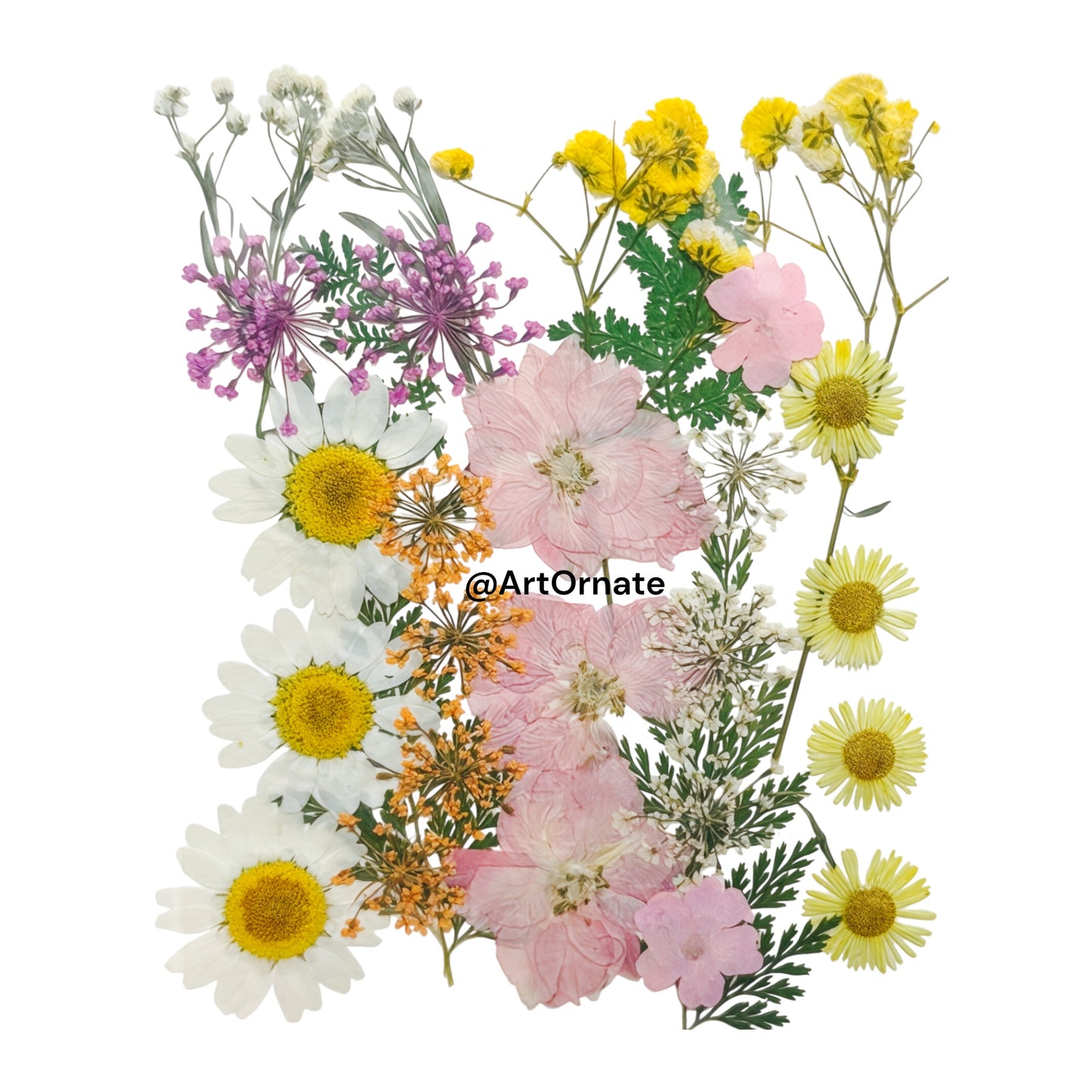 PRESSED FLOWER (FL506)