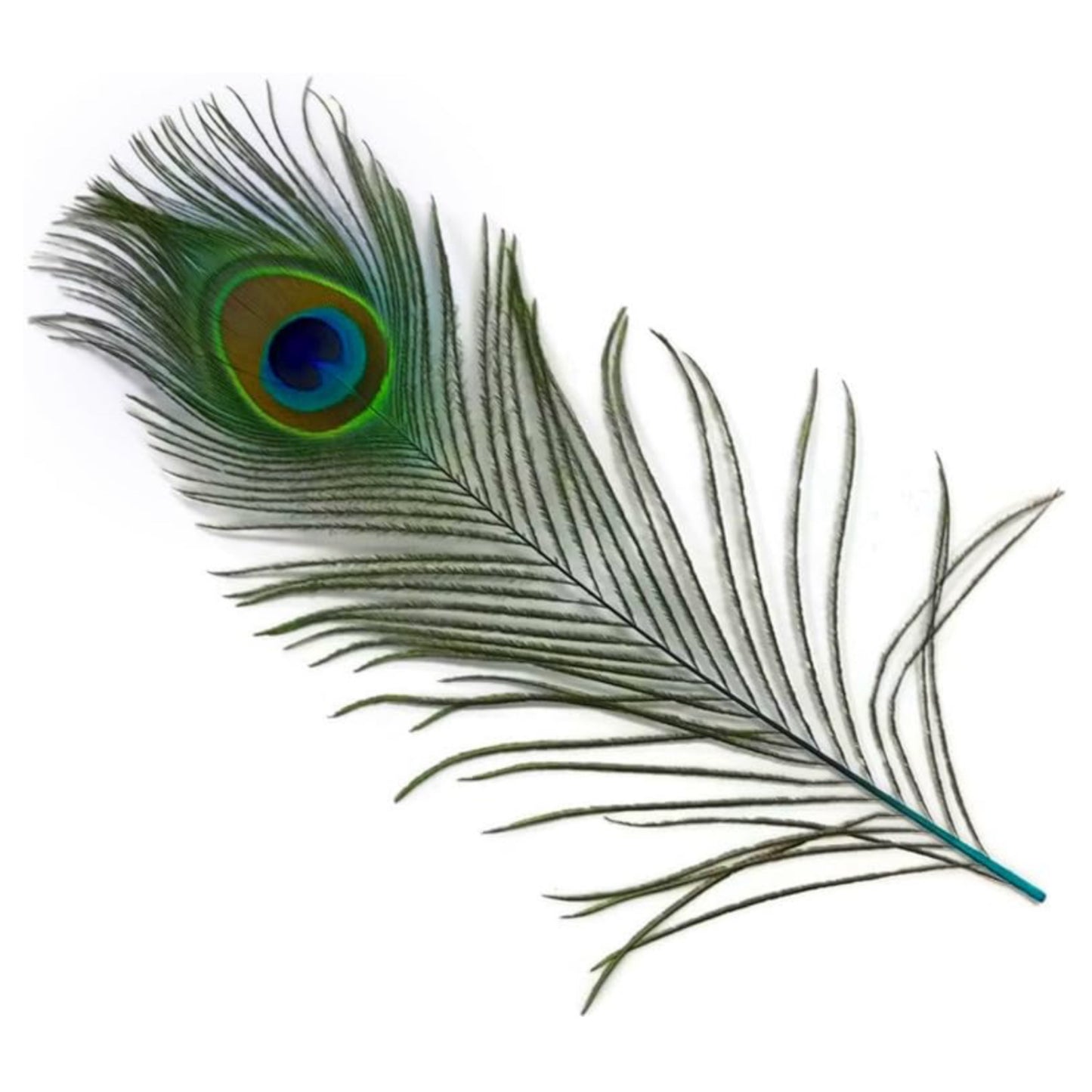 Peacock Feather