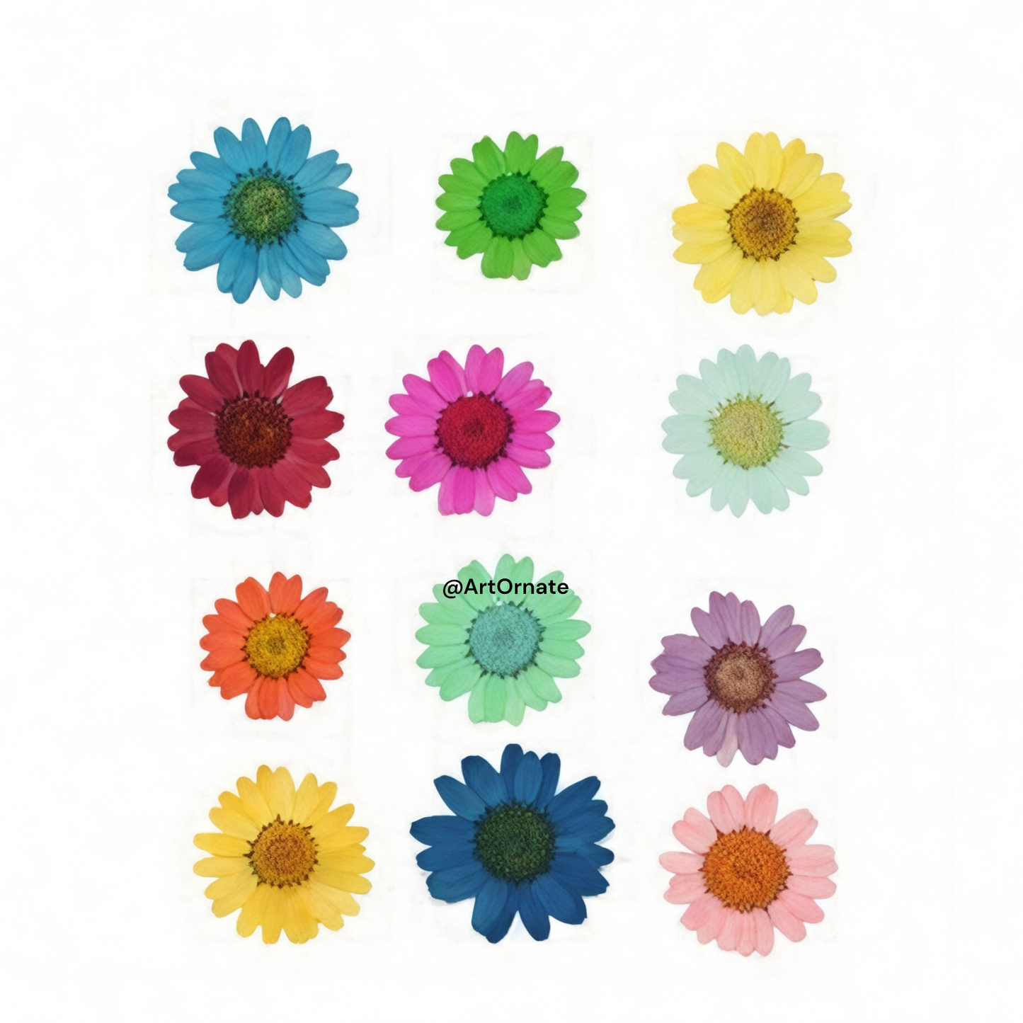 MULTI COLOR DAISY PRESSED FLOWER (81076)