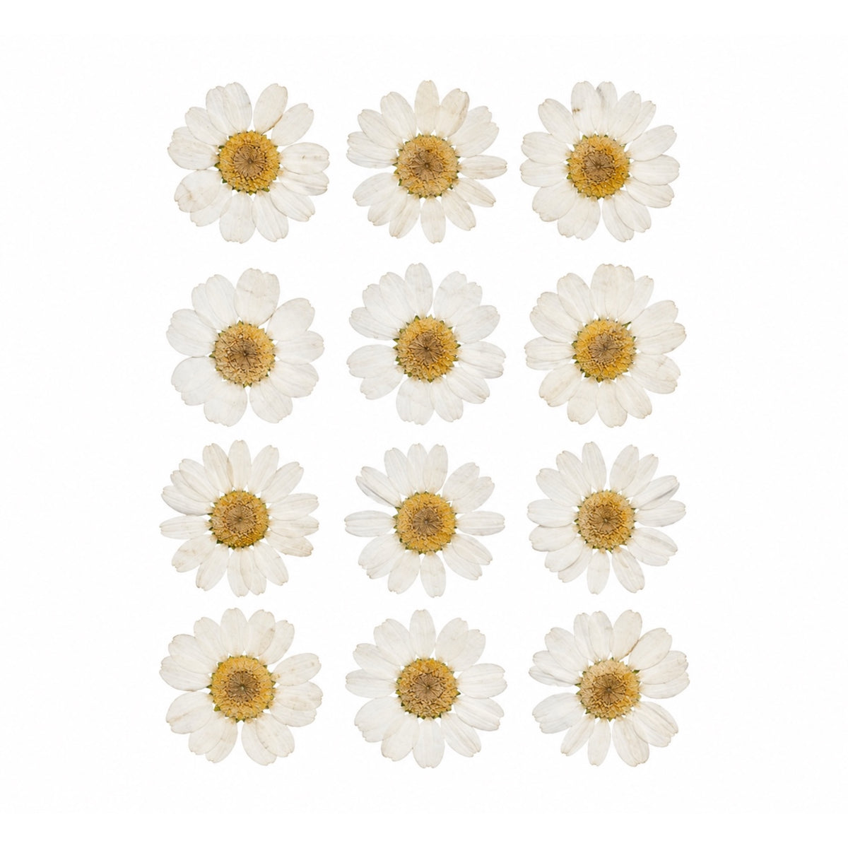 WHITE DAISY PRESSED FLOWER (FL2001)