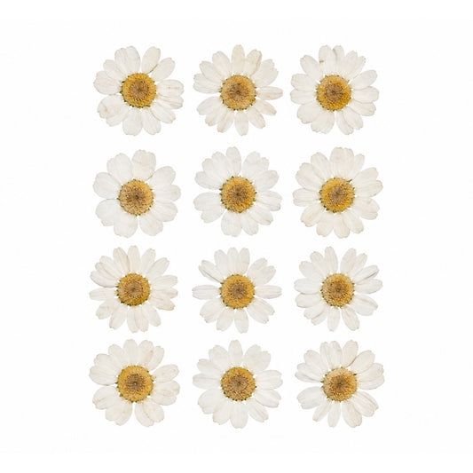 WHITE DAISY PRESSED FLOWER (FL2001)