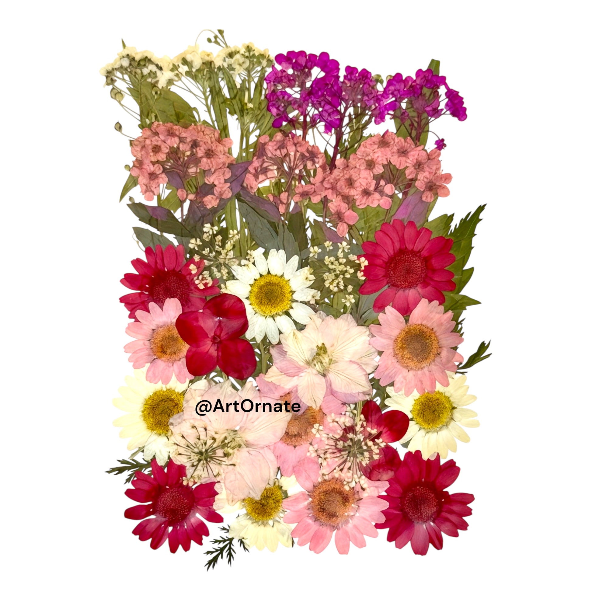 Pressed flower pack for resin art makers and candle crafters Ahmedabad store